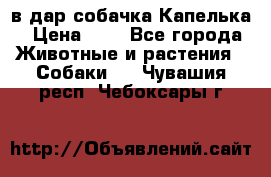 в дар собачка Капелька › Цена ­ 1 - Все города Животные и растения » Собаки   . Чувашия респ.,Чебоксары г.